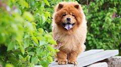 Chow chow