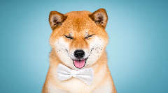 Shiba Inu